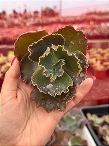 Echeveria ink lady (corte)