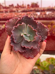 Echeveria crescent spring (corte)
