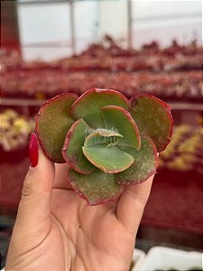 Echeveria tornado reversa (corte)