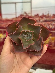 Echeveria whiz kid (corte)