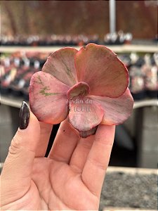 Echeveria only one P (corte)