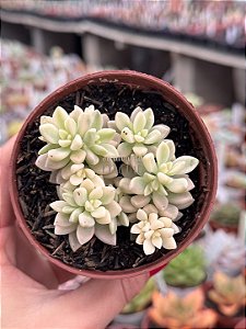 Sedum mirinae variegata