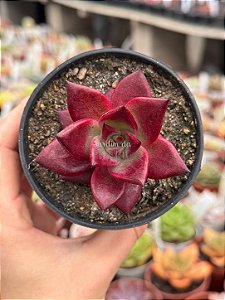 Echeveria agavoides atlas