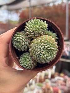 Echeveria vincent catto