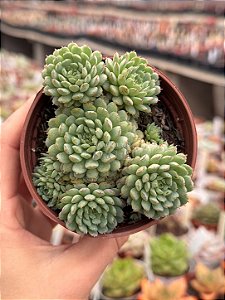 Echeveria vincent catto