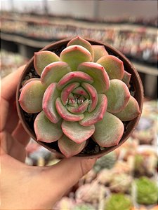 Echeveria glam pink