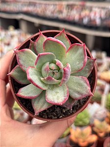 Echeveria casio variegata