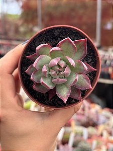 Echeveria casio variegata