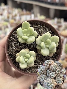 Sedum candy
