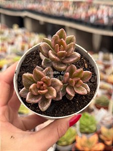 Lenopetalum chocolate and strawberry variegata