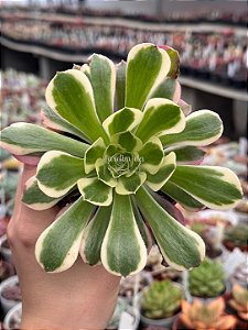 Aeonium red sleeve