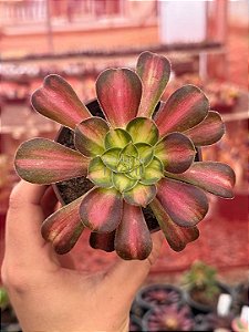 Aeonium pink witch yellow
