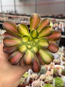 Aeonium pink witch yellow