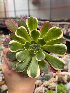 Aeonium green witch