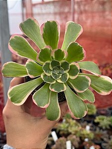 Aeonium green witch