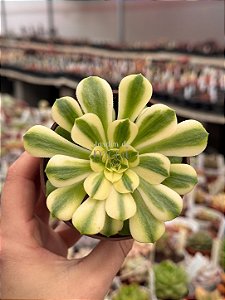 Aeonium sinya
