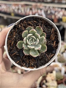 Echeveria sitifukumiana