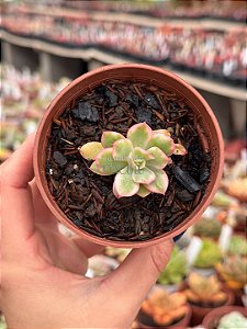 Echeveria luella variegata