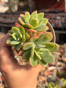 Echeveria luella (colônia)