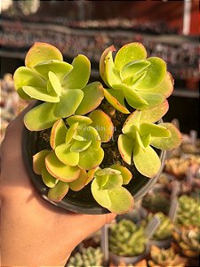 Echeveria pálida (colonia)