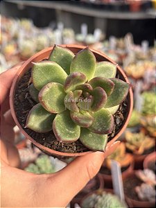 Echeveria ebony green