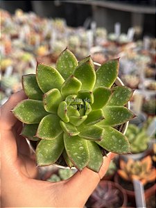Echeveria christmas