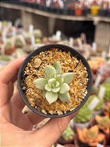 Echeveria eagles beak variegata