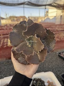 Echeveria candy wright (corte)