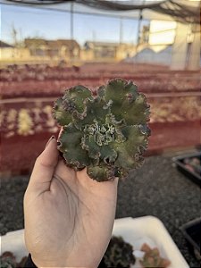 Echeveria dragon queen (corte)