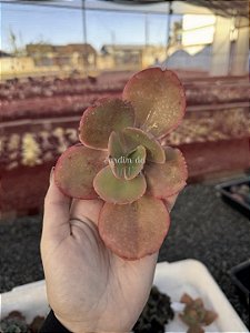 Echeveria midori (corte)