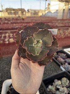 Echeveria bronze boy (corte)