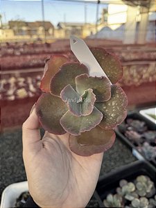 Echeveria zipper (corte)
