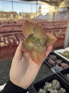 Echeveria híbrida de mandala (corte)