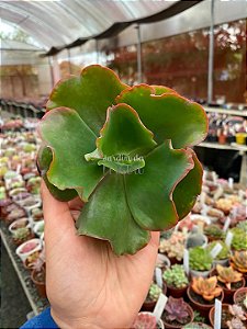 Echeveria curls híbrida (corte)
