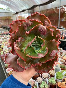 Echeveria can can (corte)