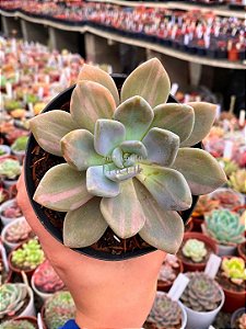 Pachyveria lavander variegata (sem raiz)