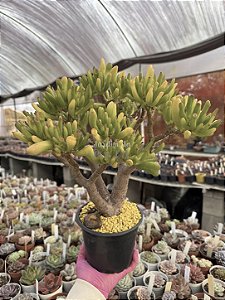 Crassula ovata gollum (bonsai de coleção)