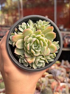 Echeveria elegans (colônia)