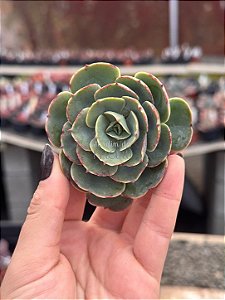 Echeveria love’s light (corte)