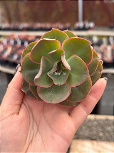Echeveria híbrida 83B (corte)