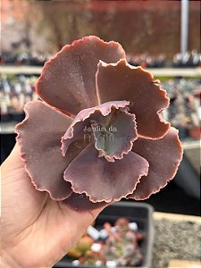 Echeveria champagne purple (corte)