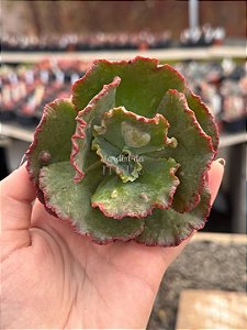 Echeveria marcus jones (importada) (corte)