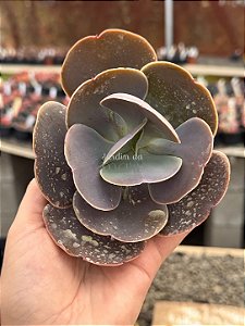 Echeveria remake (corte)