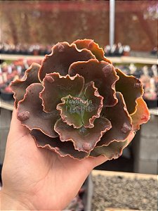 Echeveria pharaoh gorditta reversa(corte)