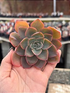 Echeveria zoe/2 by Jardim da Mari (corte)