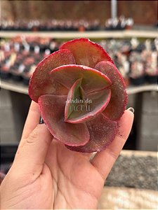 Echeveria timajon (corte)