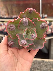 Echeveria oceana (corte)