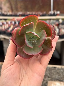 Echeveria mauna francesa (corte)