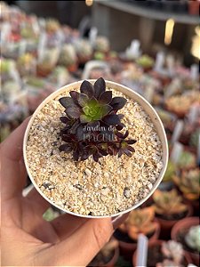 Aeonium tip top