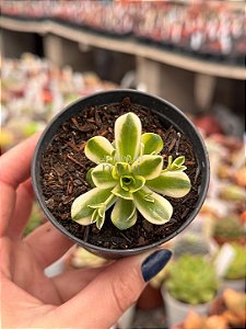 Orostachys malacophylla variegata